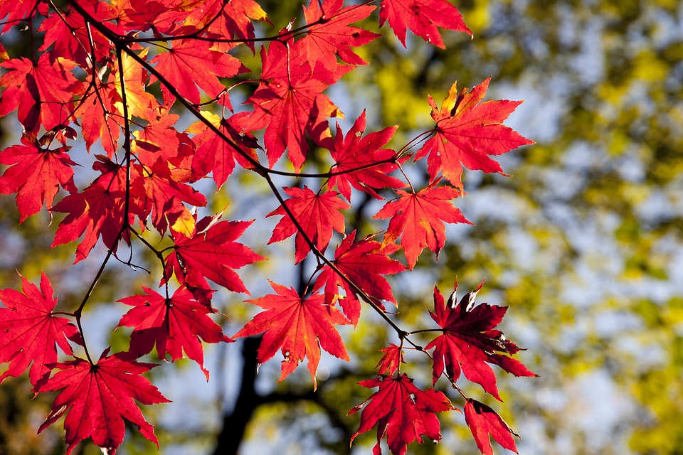 紅葉の秋！「朝霞の森」で落ち葉遊びを楽しみませんか？