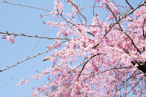 親子や友人でお花見を楽しもう♪2018年の志木・朝霞のお花見イベント！