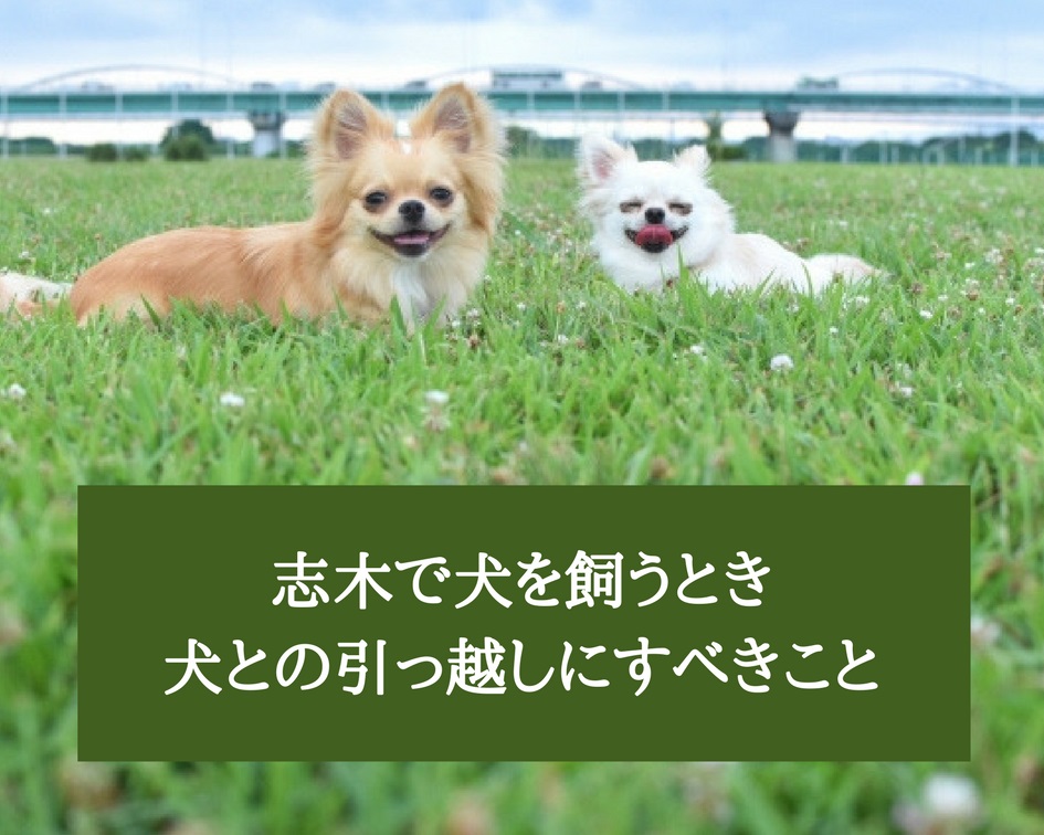 ペットも家族！志木で犬を飼うとき、飼い犬も引っ越したときにやるべきこと