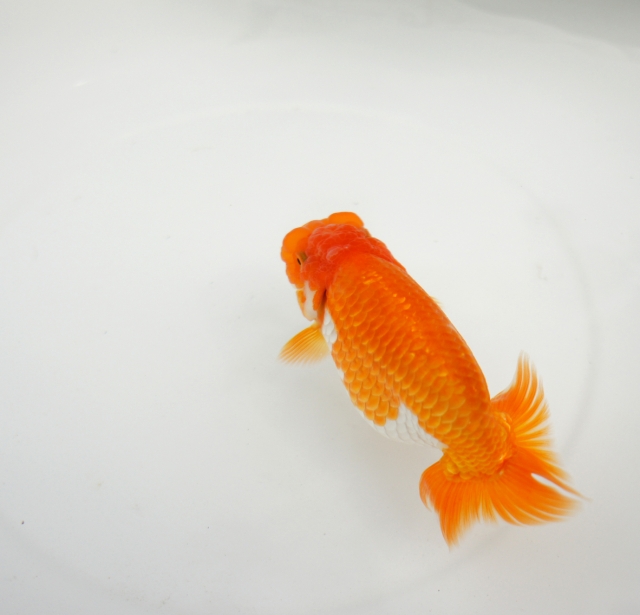 金魚釣りでお菓子がもらえる!?手ぶらで釣り堀!!朝霞養魚場に行こう!