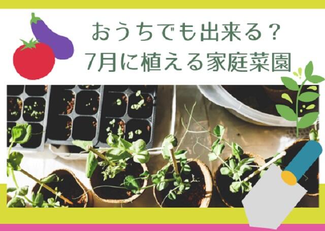 おうちでも出来る？7月に植える家庭菜園