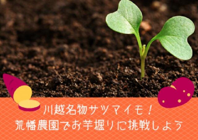 川越名物サツマイモ！荒幡農園でお芋堀りに挑戦しよう