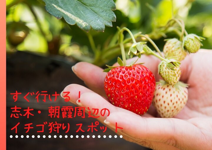 すぐ行ける！志木・朝霞周辺のイチゴ狩りスポット