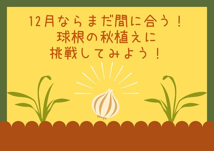 12月ならまだ間に合う！球根の秋植えに挑戦しよう！