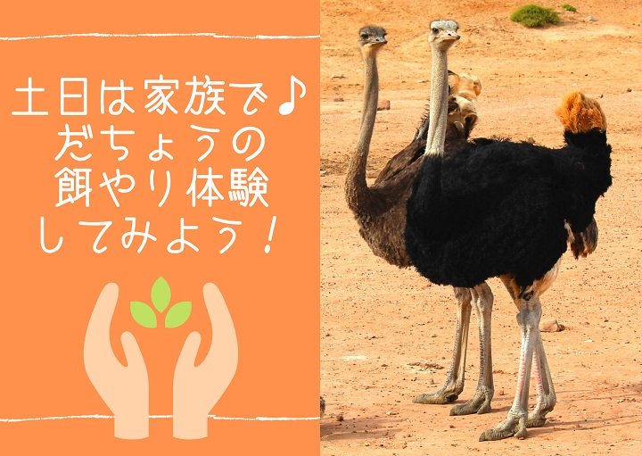 土日は家族で♪だちょうの餌やり体験してみよう！